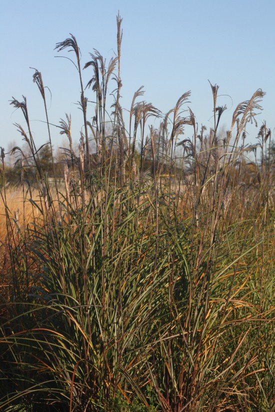 Miscanthus sinensis hessel