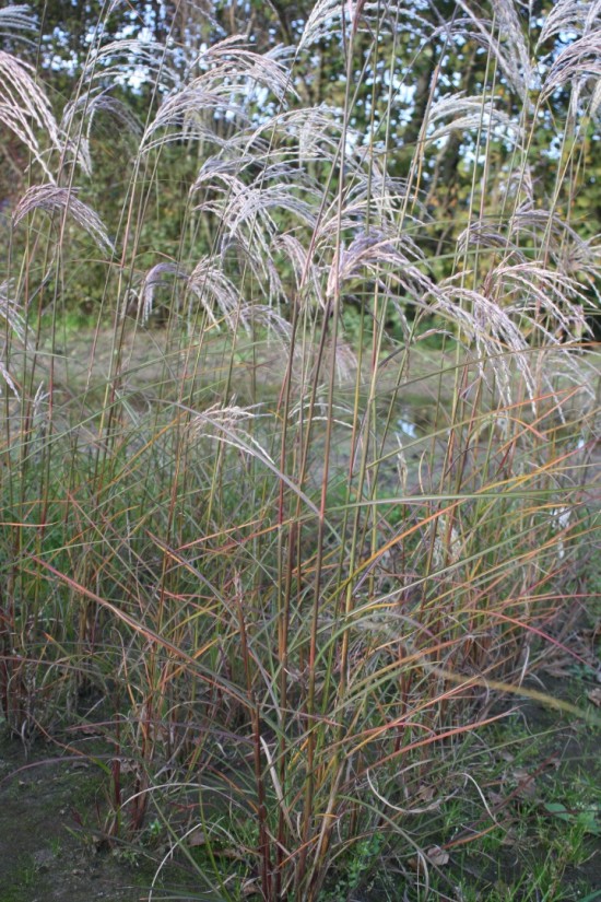 Miscanthus sinensis kaskade