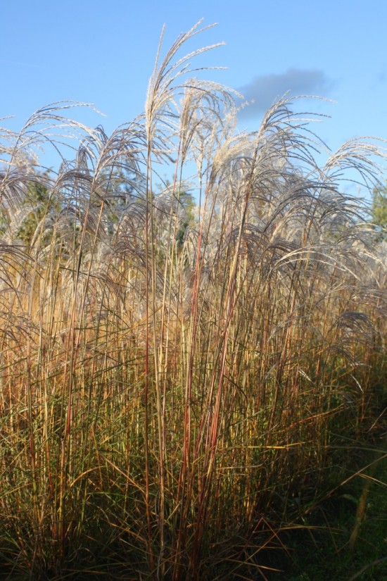 Miscanthus sinensis kleine fontaine