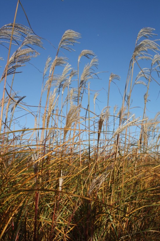 Miscanthus sinensis kleine silberspinne