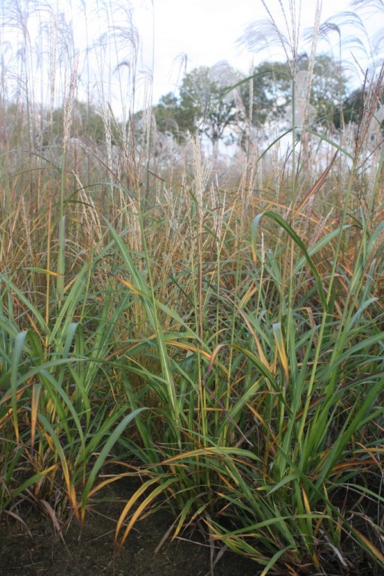 Miscanthus sinensis korea