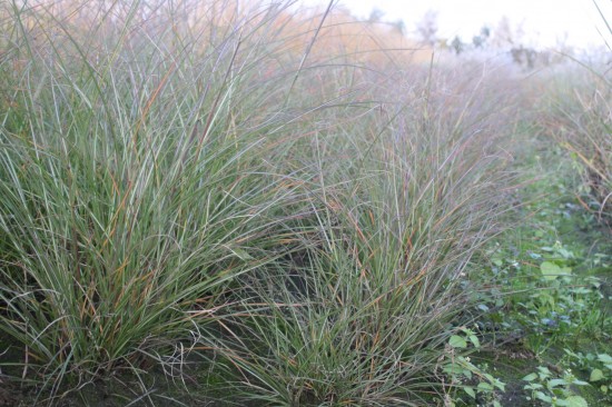 Miscanthus sinensis krater