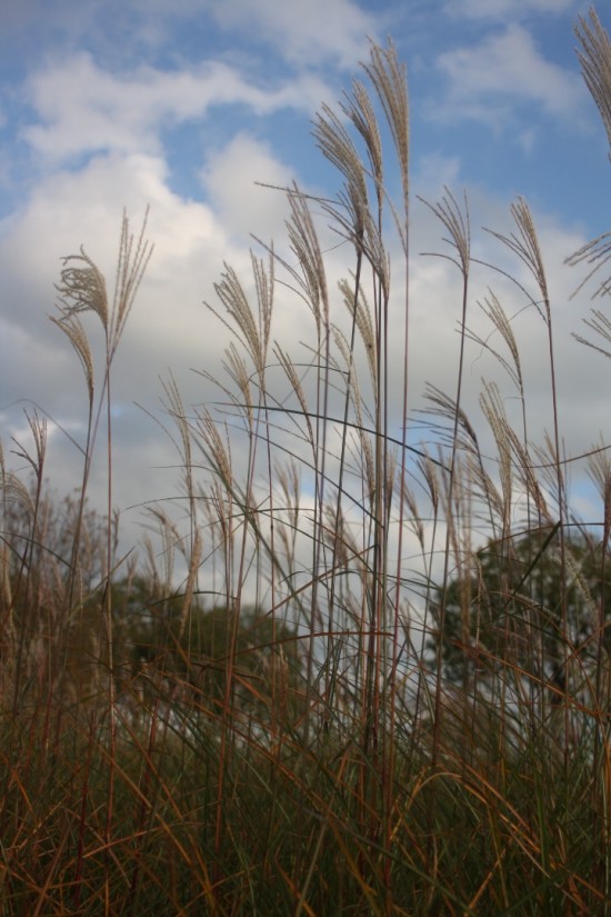 Miscanthus sinensis kupfenberg
