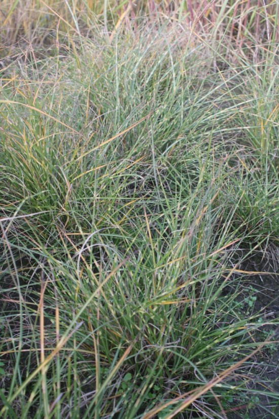 Miscanthus sinensis little zebra