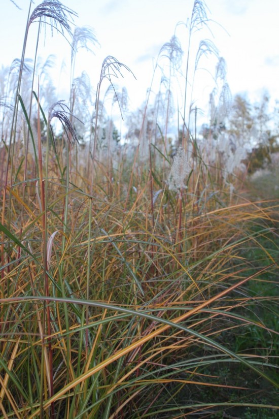 Miscanthus sinensis makramee