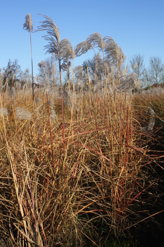 Miscanthus sinensis malepartus