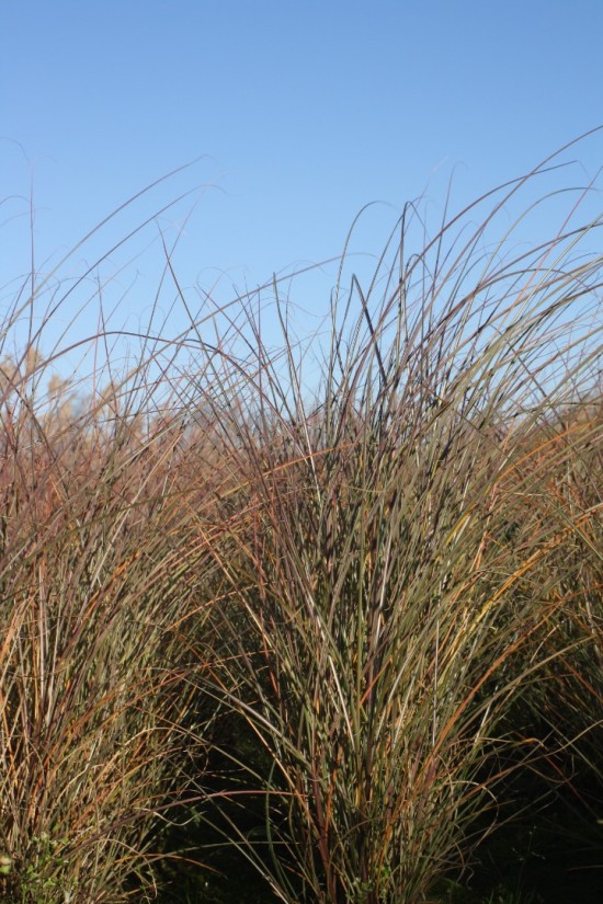 Miscanthus sinensis morning light