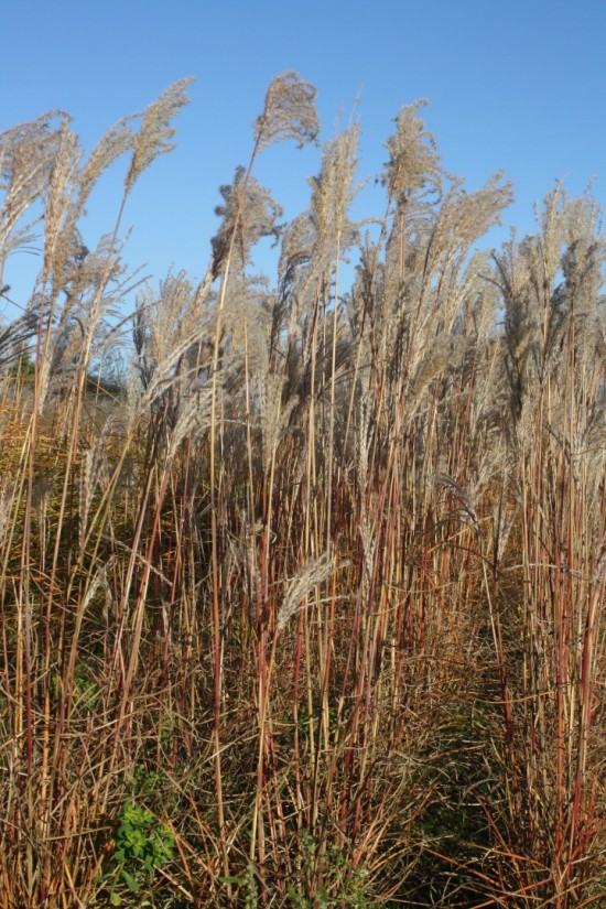 Miscanthus sinensis nippon