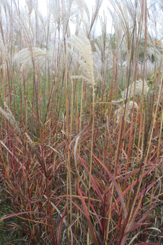 Miscanthus sinensis professor richard hansen