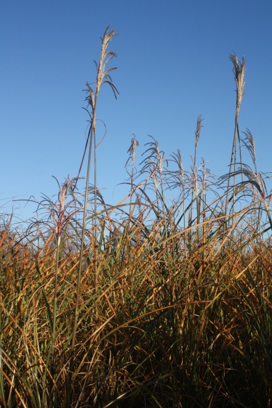 Miscanthus sinensis punktgen
