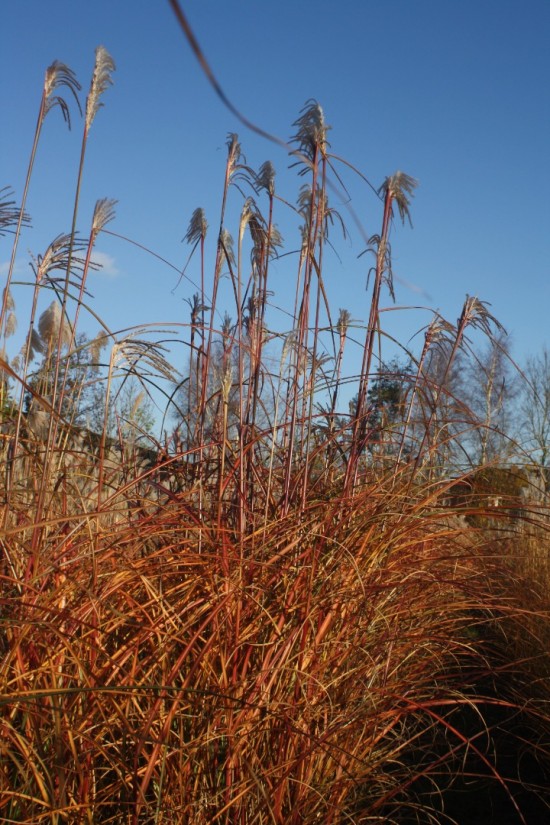 Miscanthus sinensis red chief