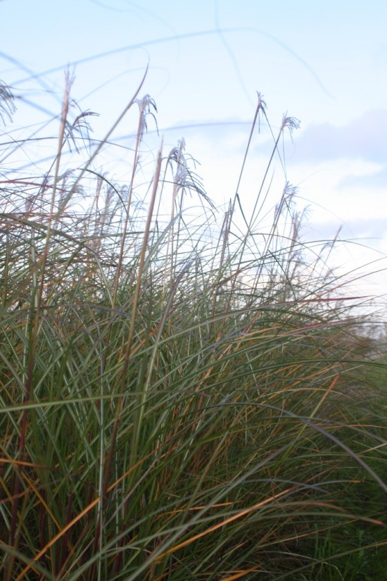 Miscanthus sinensis rotsilber