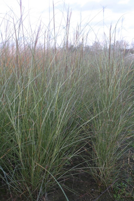 Miscanthus sinensis sarabander