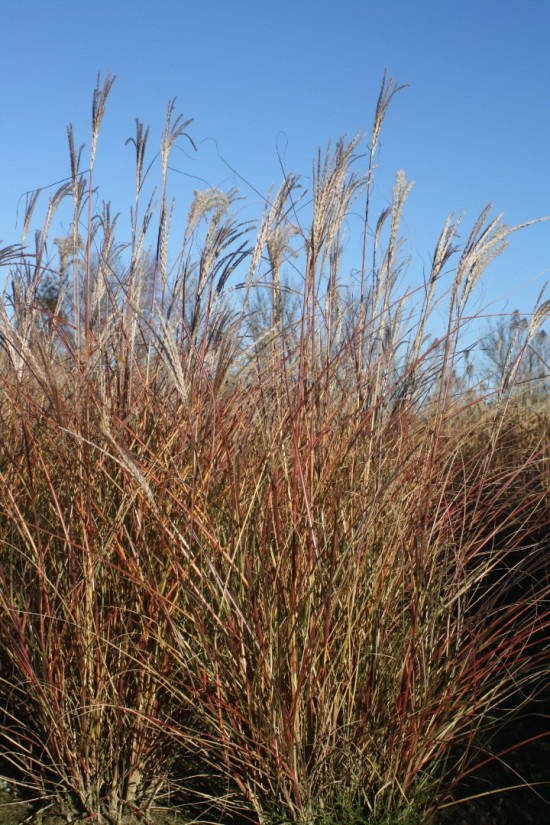 Miscanthus sinensis silberspin