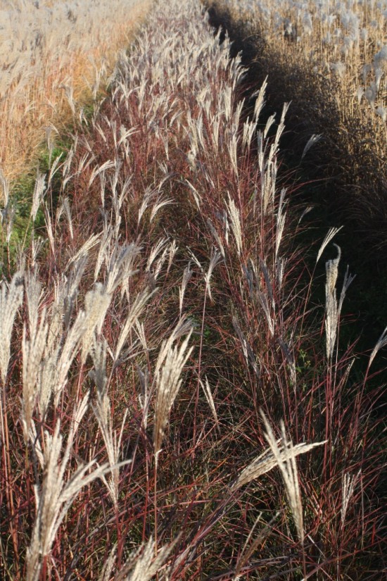 Miscanthus sinensis sioux