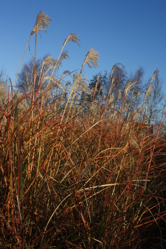 Miscanthus sinensis sirene