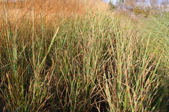 Miscanthus sinensis strictus dwarf
