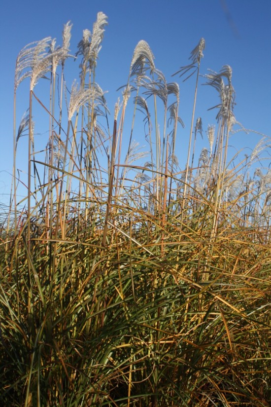 Miscanthus sinensis - Undine