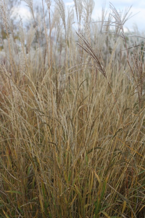 Miscanthus sinensis vanilla sky
