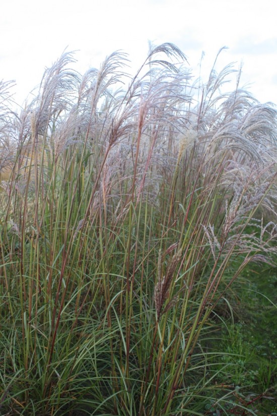 Miscanthus sinensis verneigung
