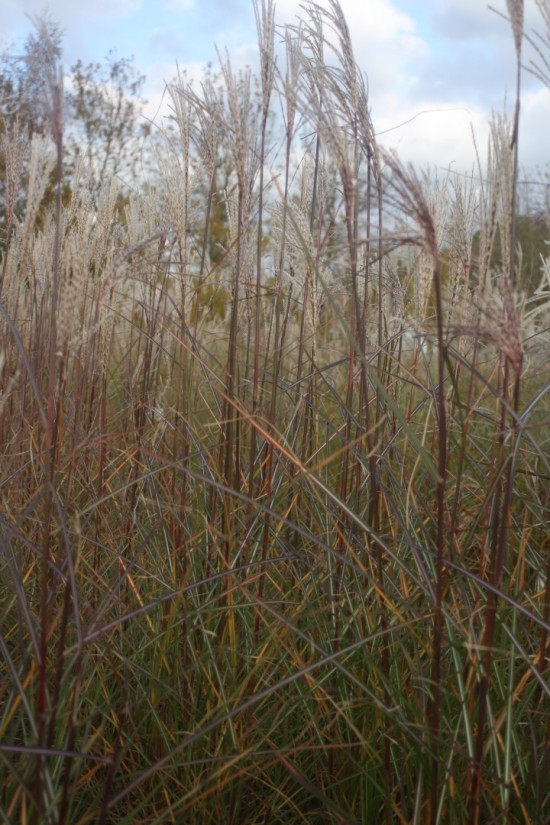 Miscanthus sinensis versammlung