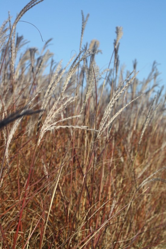 Miscanthus sinensis yaku yima