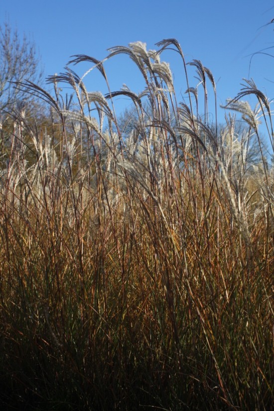 Miscanthus sinensis yakushima dwarf
