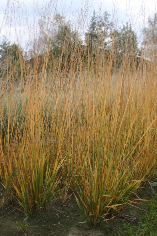 Molina caerulea fontane