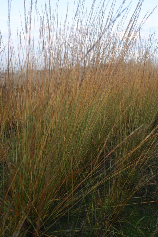 Molina caerulea heidebraut