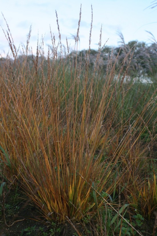Molina caerulea heidezwerg