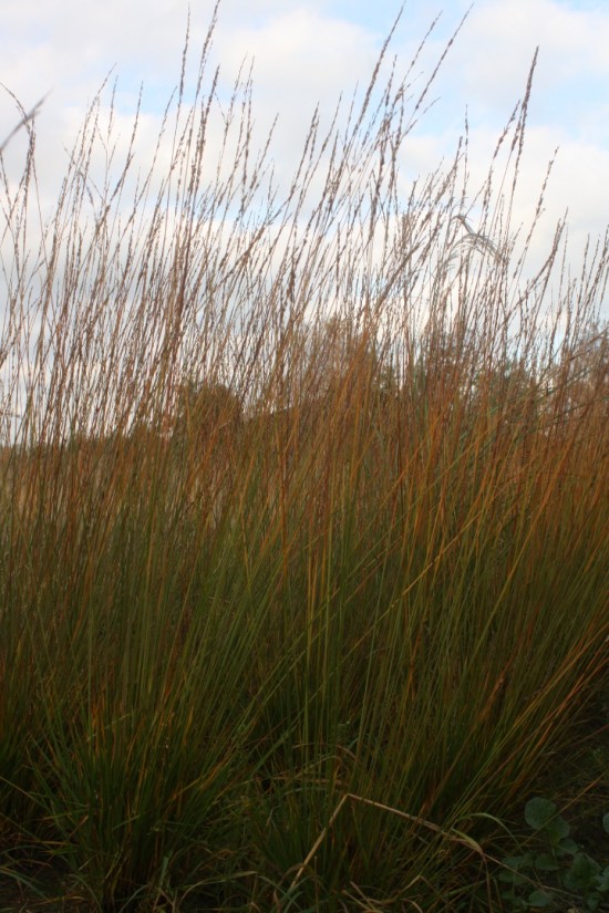 Molina caerulea igol