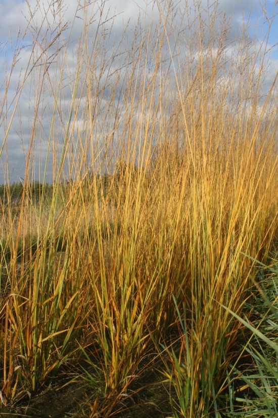 Molina caerulea karl foestner