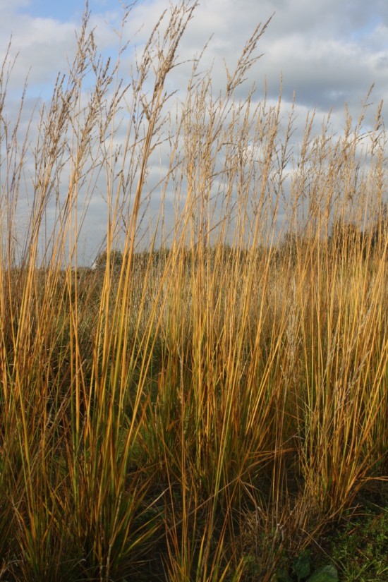 Molina caerulea skyracer