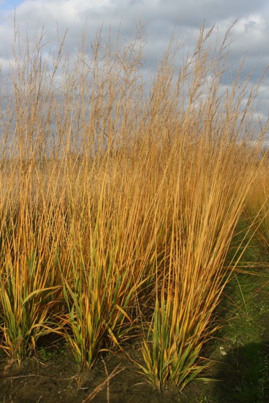 Molina caerulea transparent