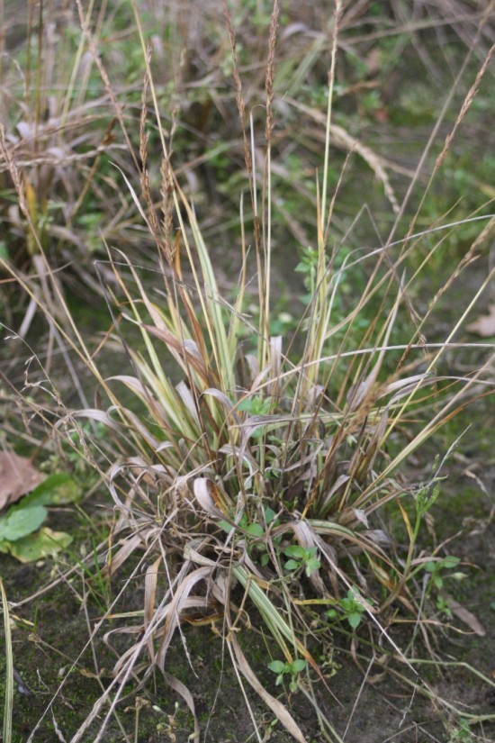 Molina caerulea variegata