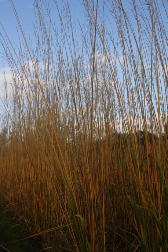 Molina caerulea windsaule