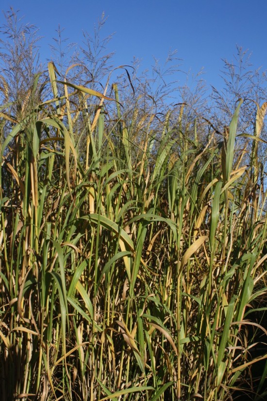 Panicum virgatum dallas blue