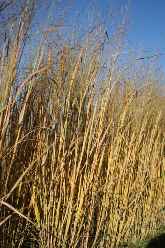 Panicum virgatum northwind