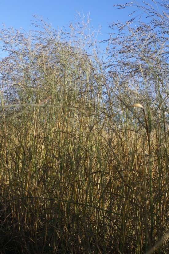 Panicum virgatum prairy sky