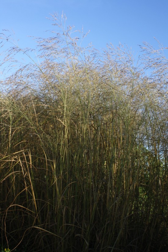 Panicum virgatum rehbraun