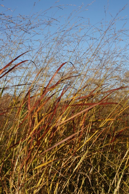 Panicum virgatum rothstrahlbush