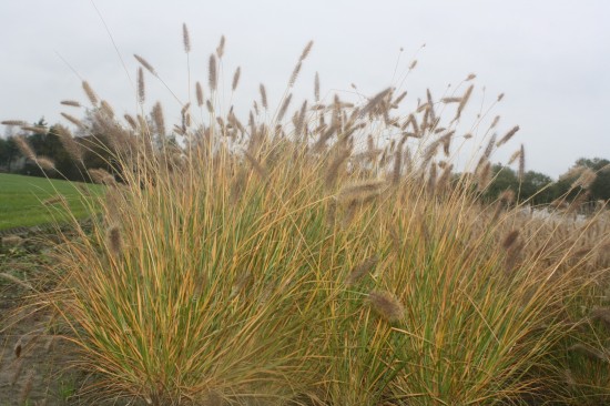 Pennisetum alopecoides cassian