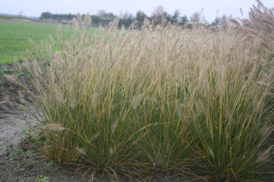 Pennisetum alopecoides gelbstiel