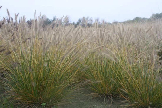 Pennisetum alopecoides goldstrich