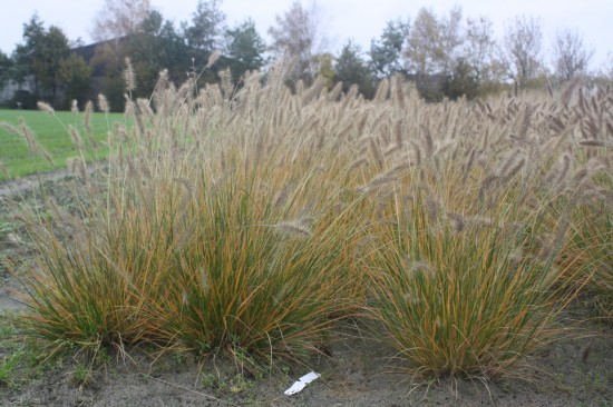 Pennisetum alopecoides hammeln