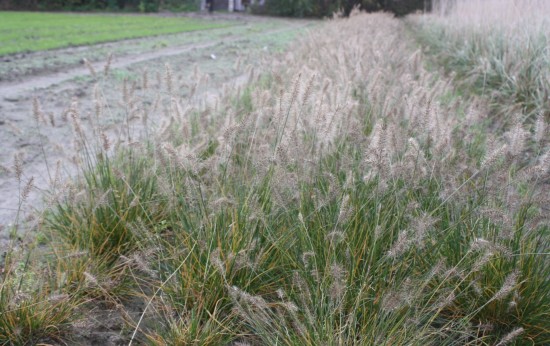 Pennisetum alopecoides little bunny