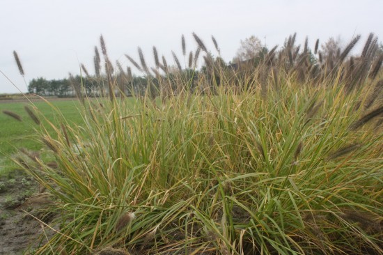 Pennisetum alopecoides red head