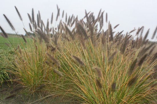 Pennisetum alopercoides viridescens