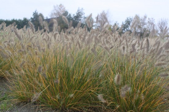 Pennisetum alopecoides weserbergland
