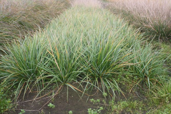 Sessleria heufferiana